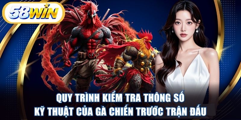 Quy trình kiểm tra thông số kỹ thuật của gà chiến trước trận đấu