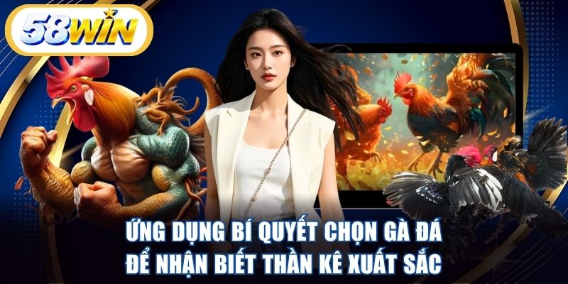 Ứng dụng bí quyết chọn gà đá để nhận biết thần kê xuất sắc